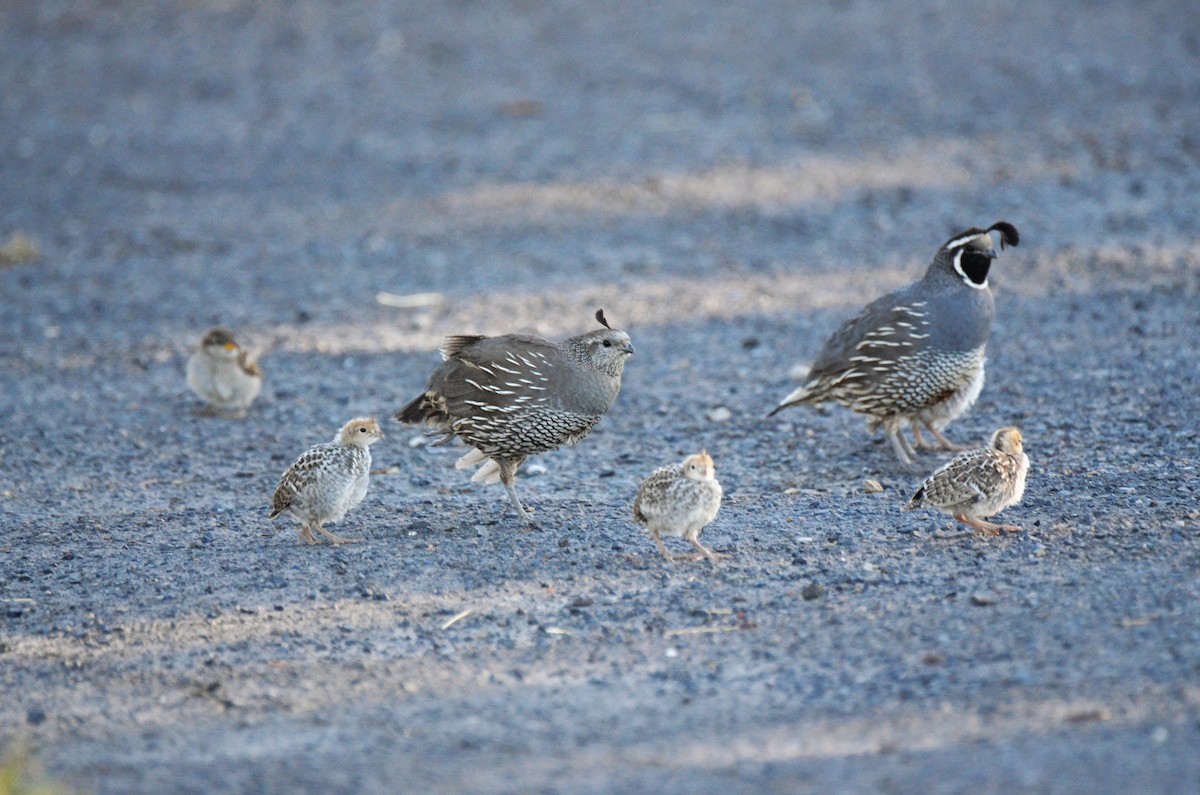 California Quail - ML108639091