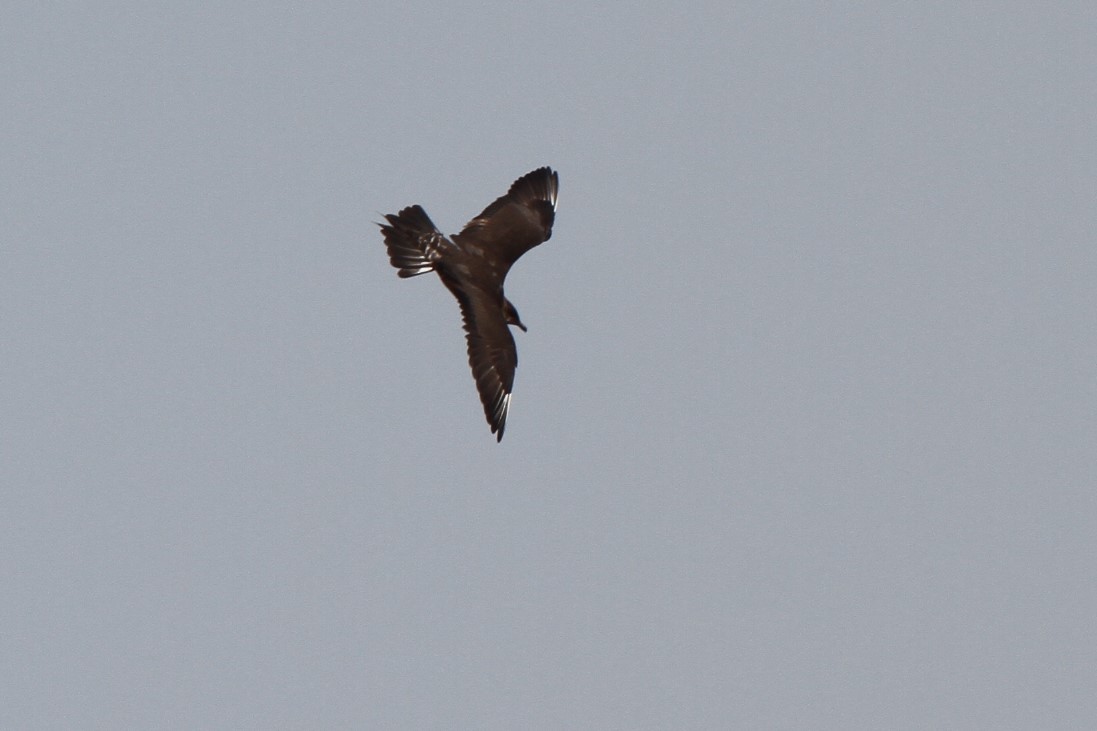 Long-tailed Jaeger - ML108639241