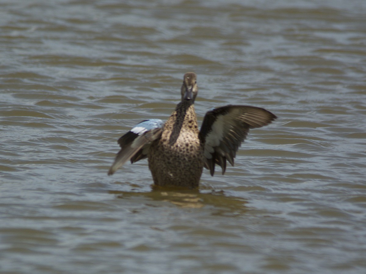 Blue-winged Teal - Michael Tromp