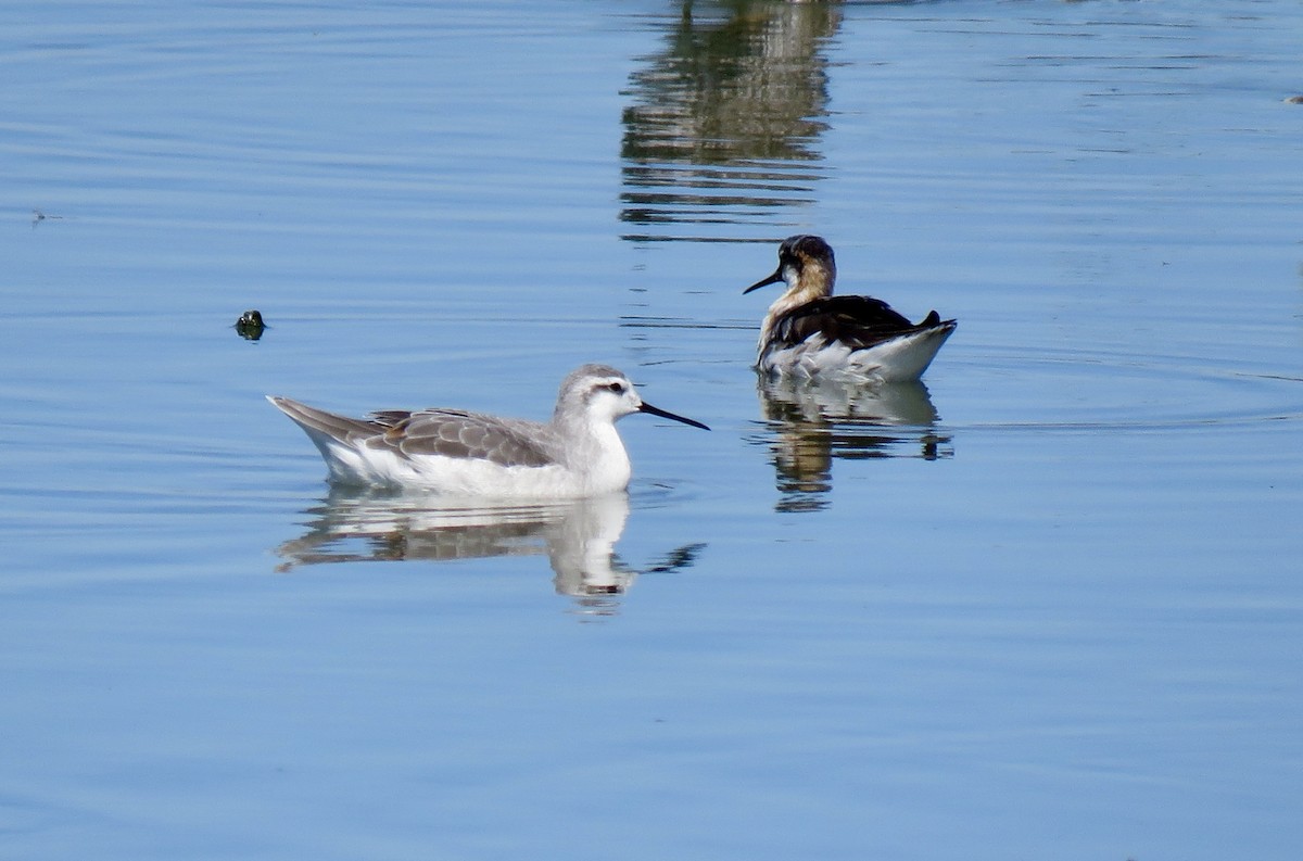 svømmesnipe - ML108639361