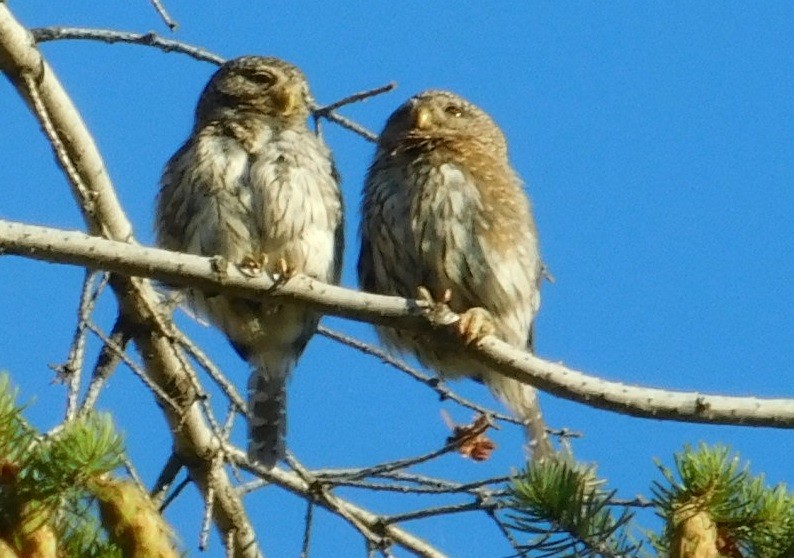 Northern Pygmy-Owl - ML108641401