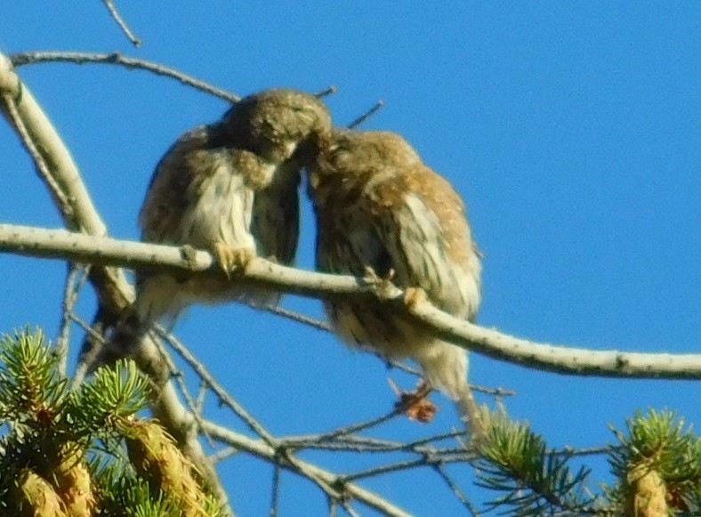 Northern Pygmy-Owl - ML108641431