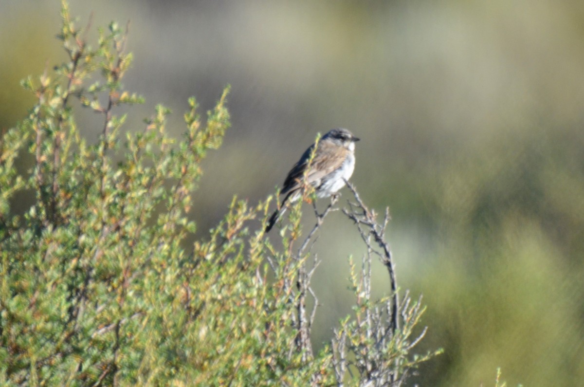 Sagebrush Sparrow - Jeff Sexton