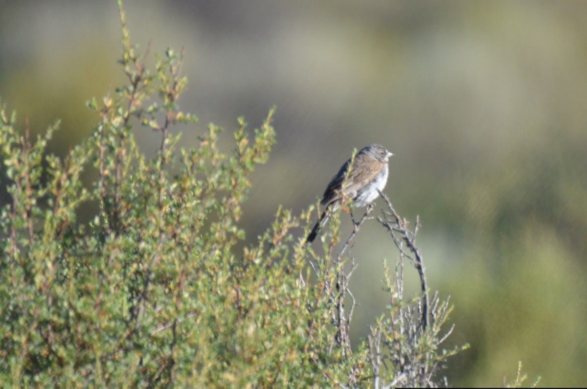 Sagebrush Sparrow - ML108642111