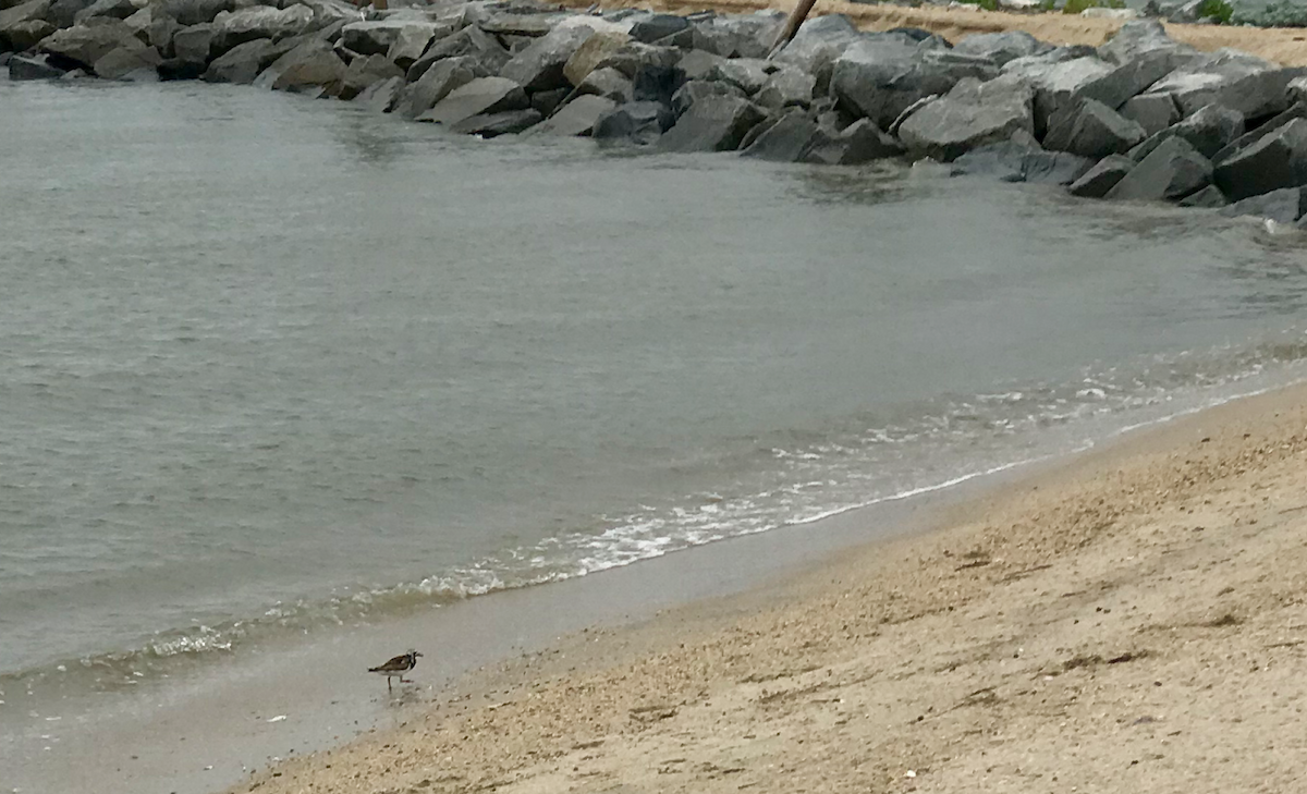 Ruddy Turnstone - jeffrey wright