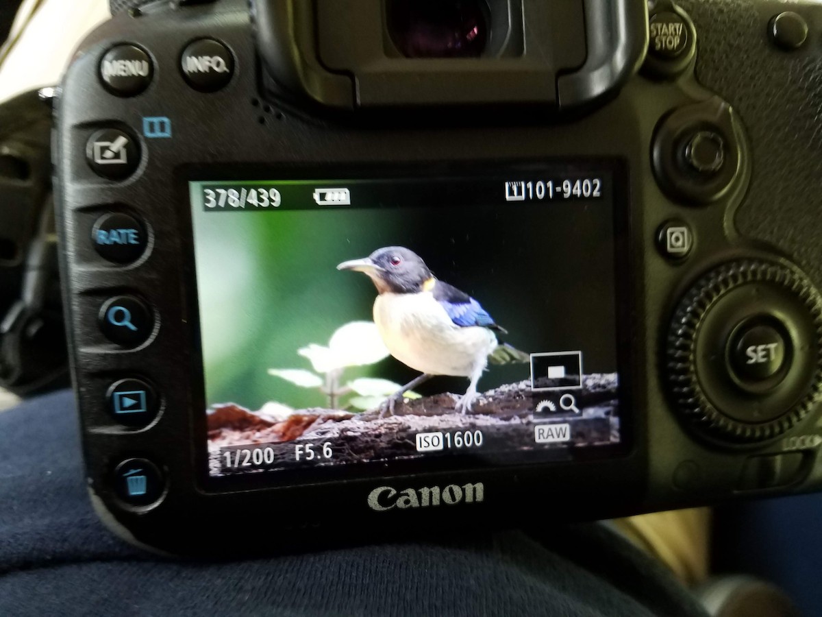 Golden-collared Honeycreeper - ML108643891