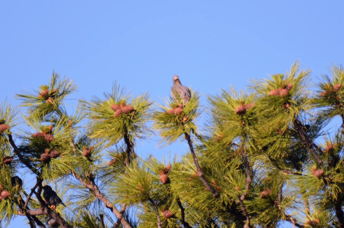 Band-tailed Pigeon (Northern) - ML108645221