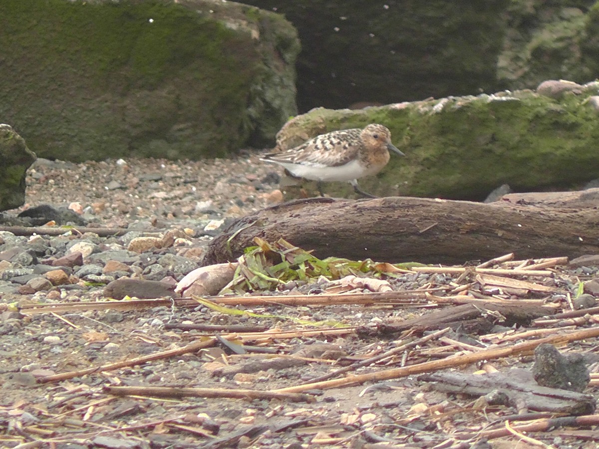 Bécasseau sanderling - ML108646461