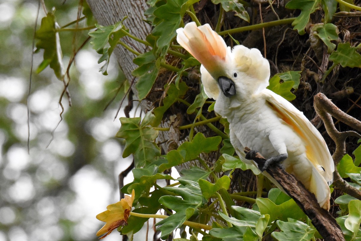 Salmon-crested Cockatoo - Walter Oshiro