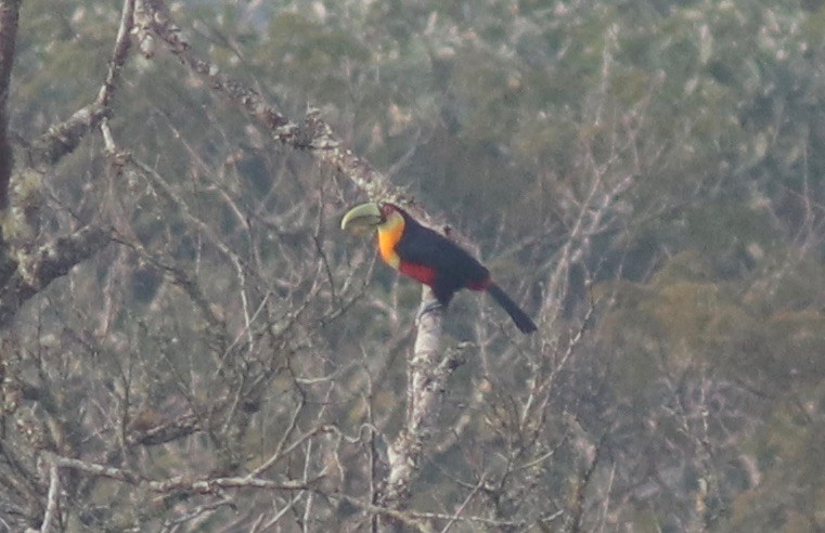Red-breasted Toucan - ML108648851