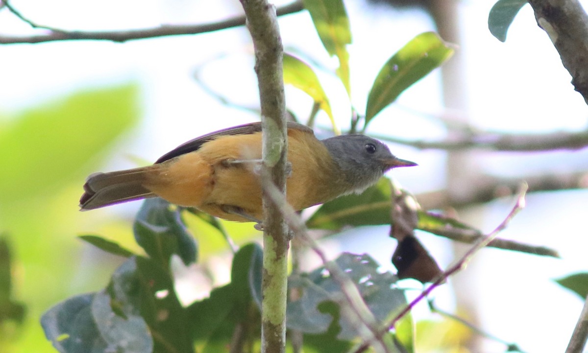 Gray-hooded Flycatcher - ML108649311