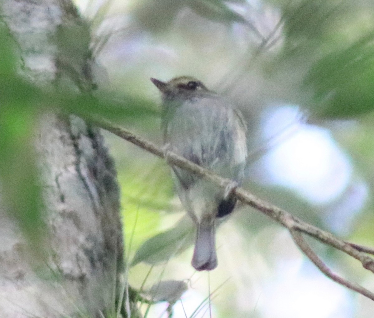 Drab-breasted Pygmy-Tyrant - ML108649471