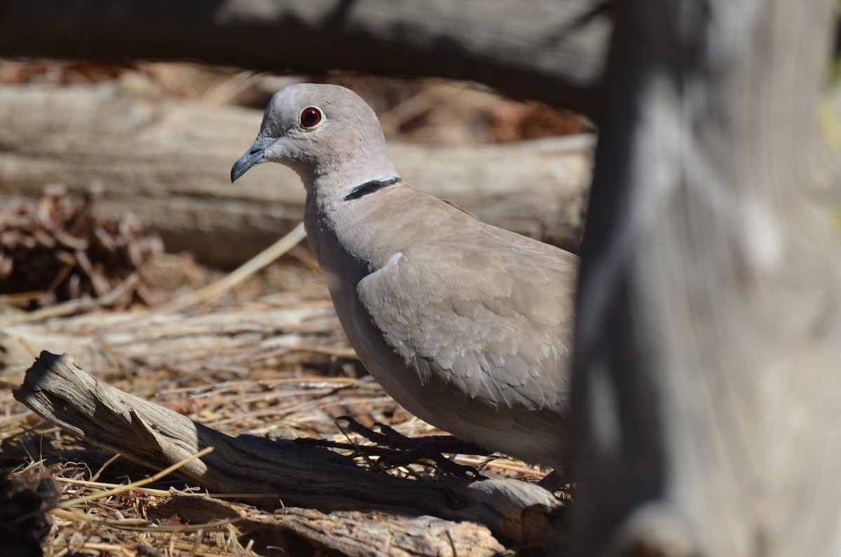 Eurasian Collared-Dove - ML108649571