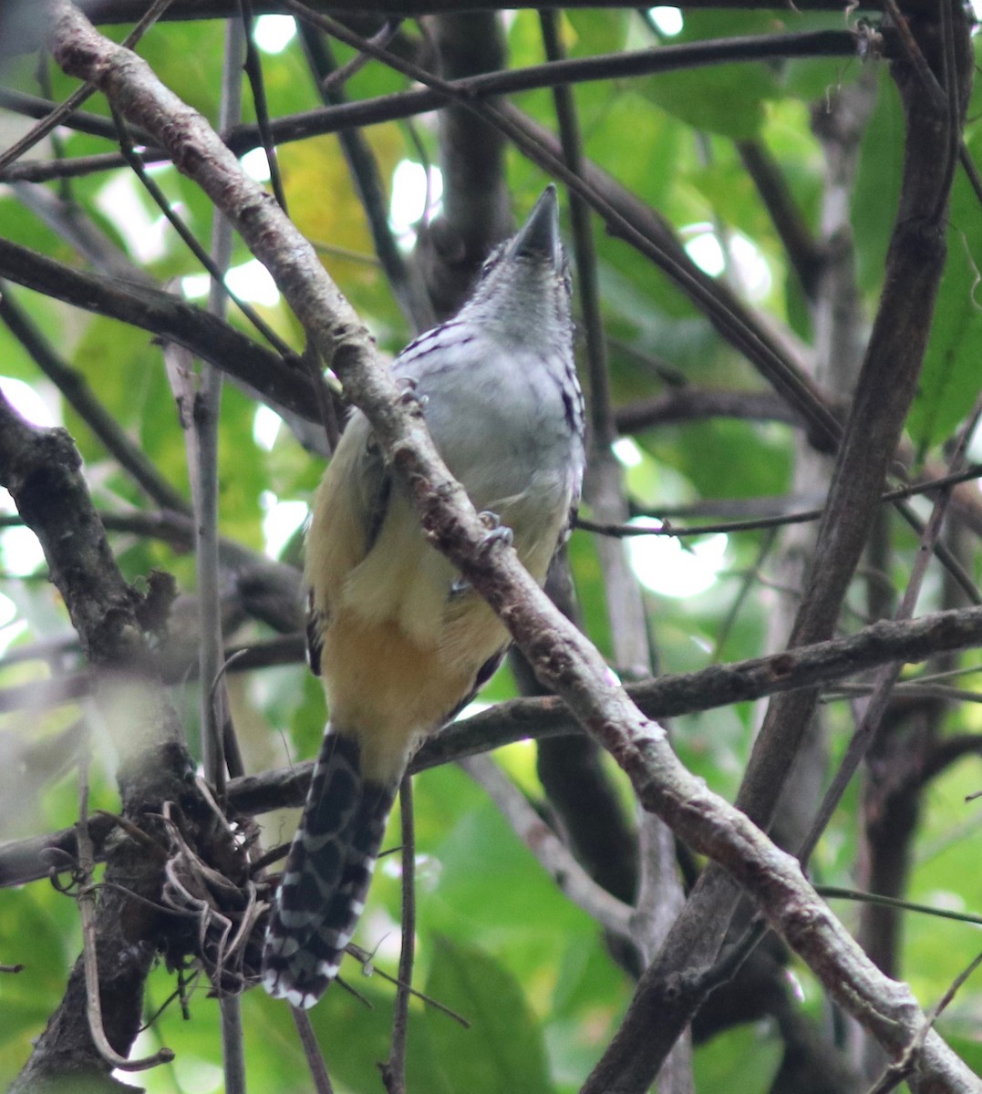 Spot-backed Antshrike - ML108649751