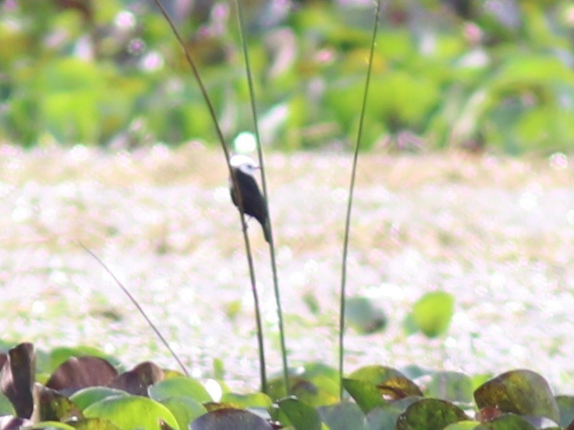 White-headed Marsh Tyrant - Andre Moncrieff