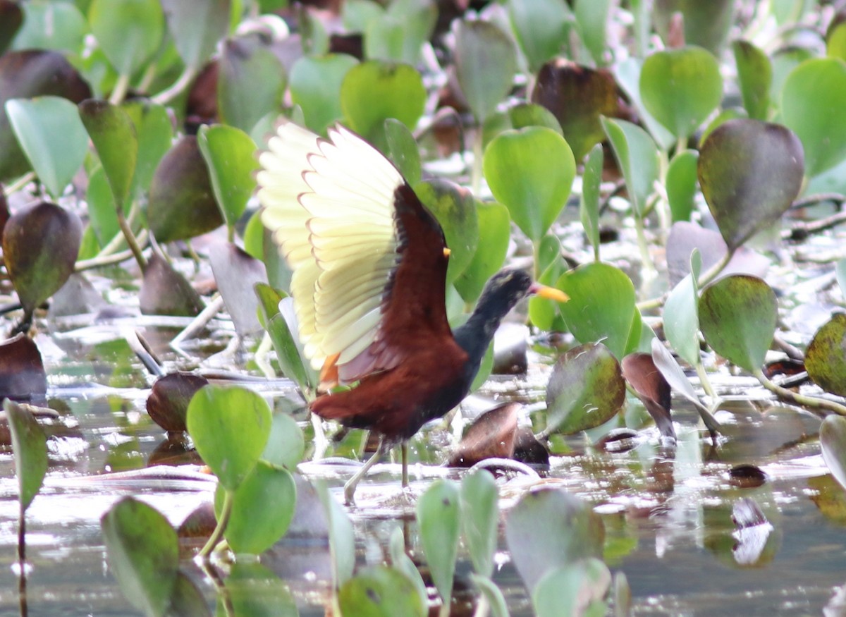 Wattled Jacana - ML108650081