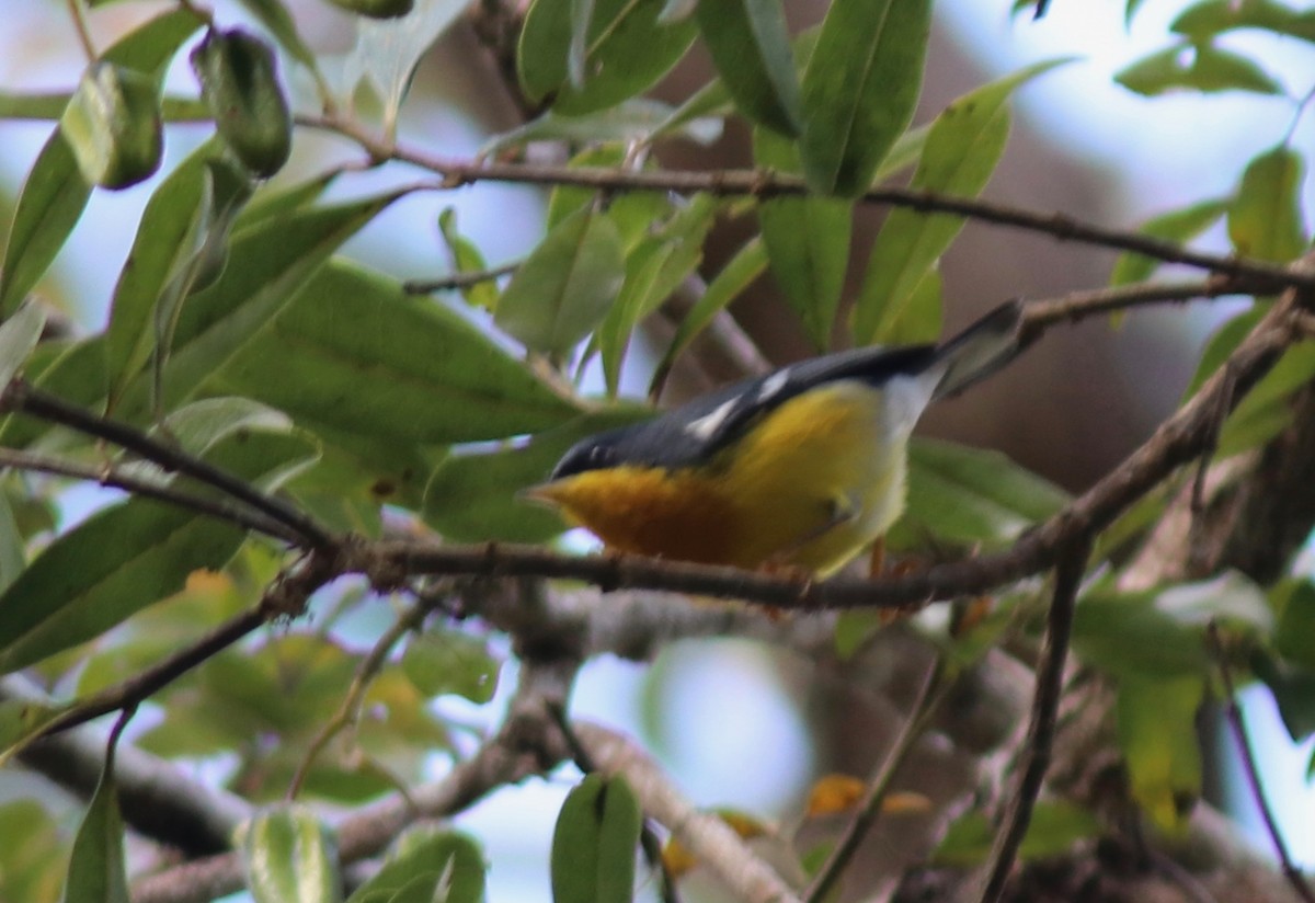 Tropical Parula - Andre Moncrieff