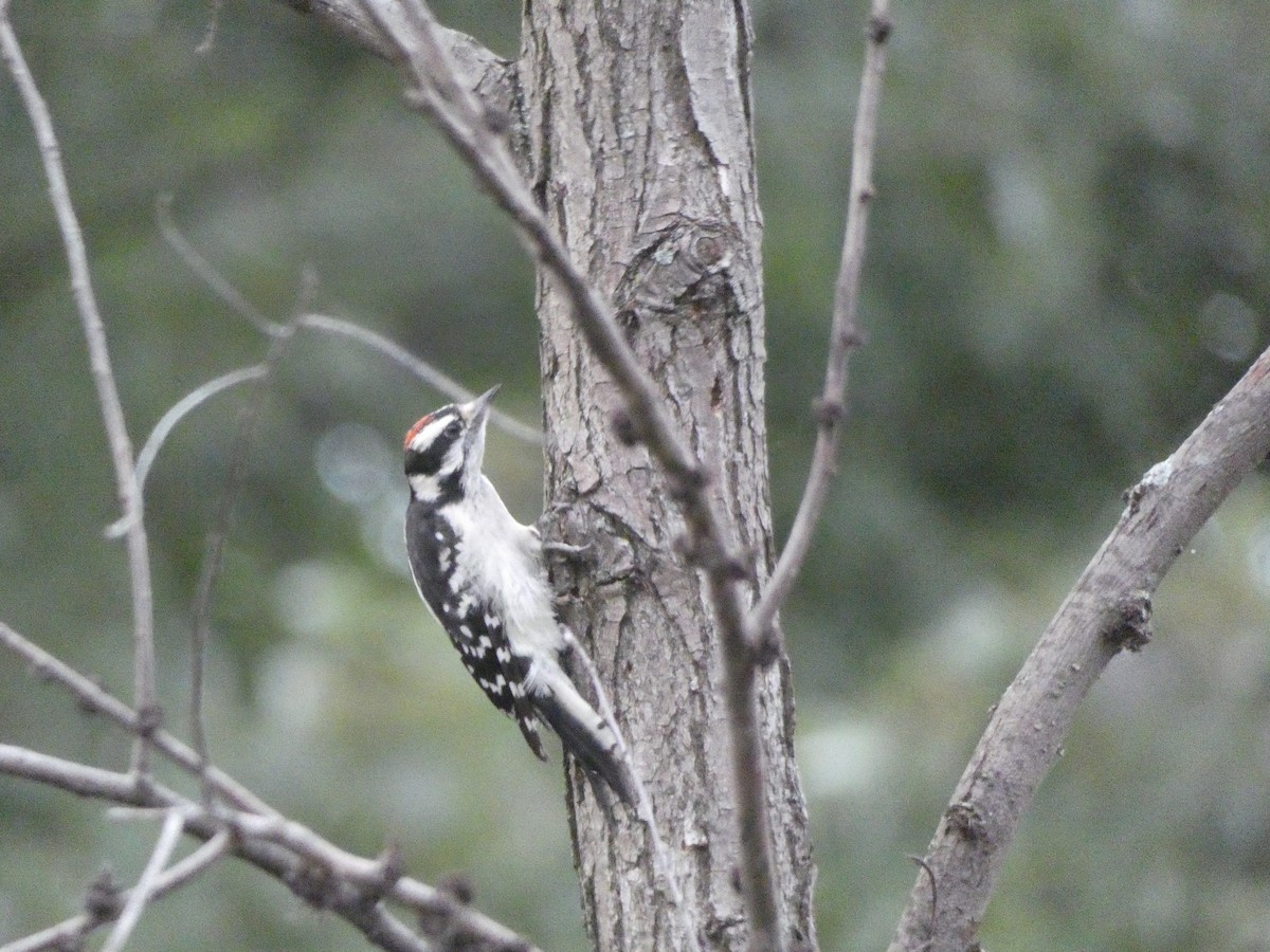 Downy Woodpecker - Penguin Iceberg