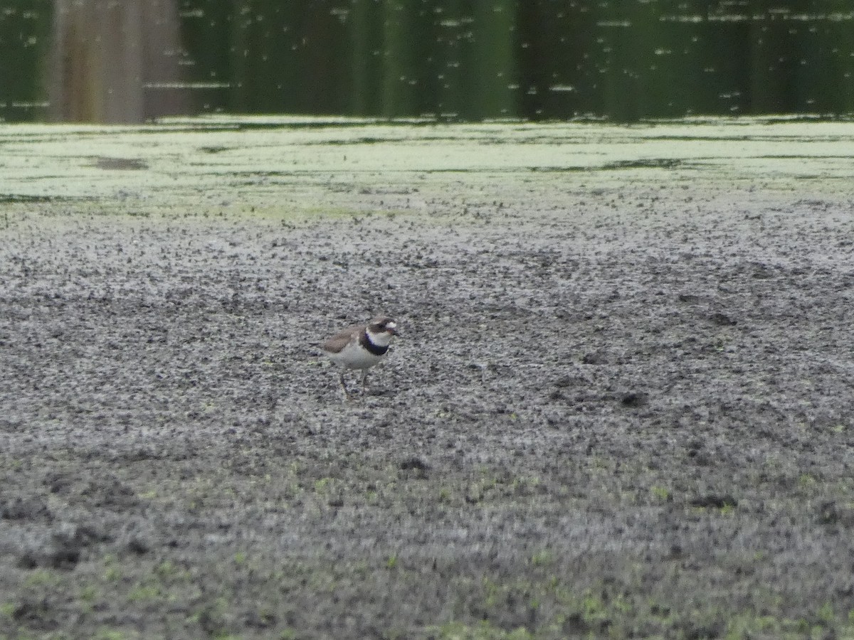 Semipalmated Plover - ML108651611