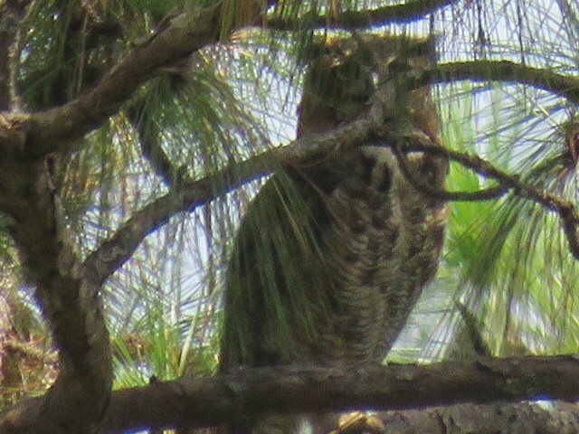 Great Horned Owl - ML108654461