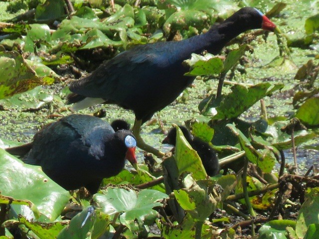 Purple Gallinule - Pamela Lasley