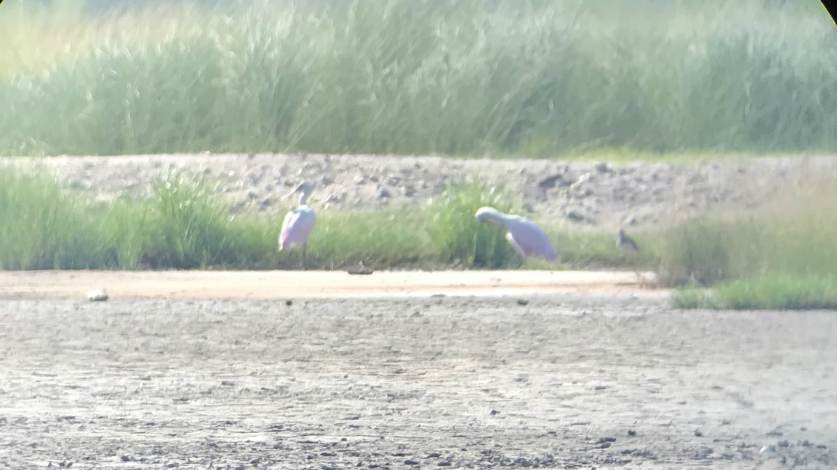 Roseate Spoonbill - ML108654901