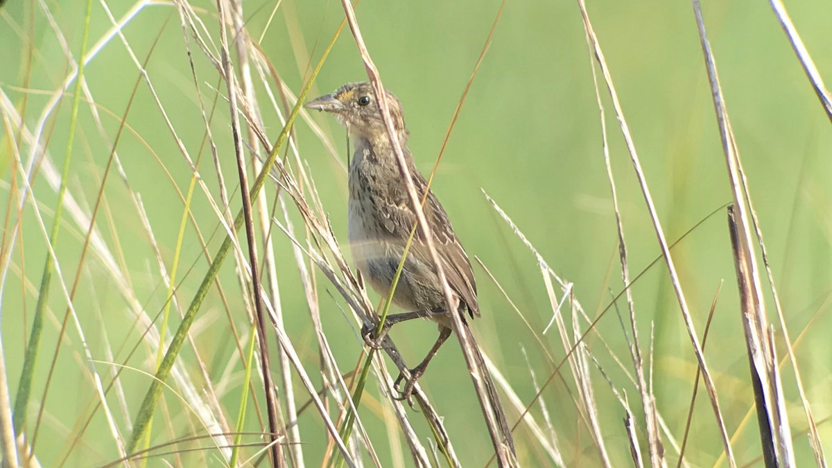 Seaside Sparrow - ML108654941