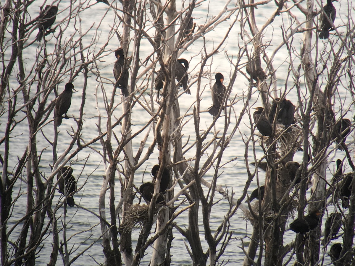 Double-crested Cormorant - ML108655261