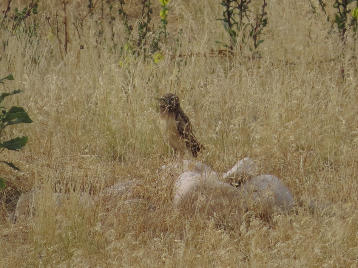 Burrowing Owl (Western) - Bryant Olsen