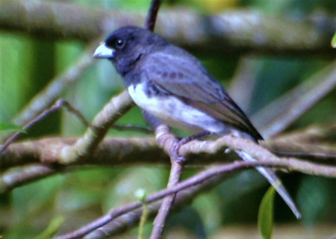 Dubois's Seedeater - Sidinei Rampin