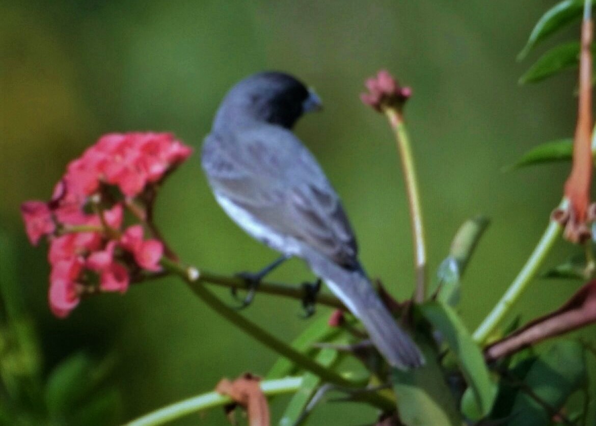 Dubois's Seedeater - Sidinei Rampin