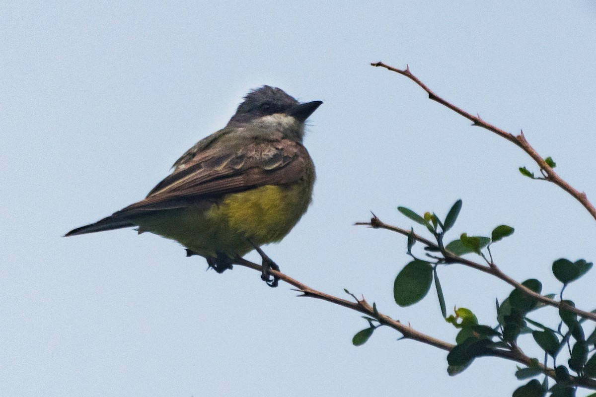 Cassin's Kingbird - ML108658161