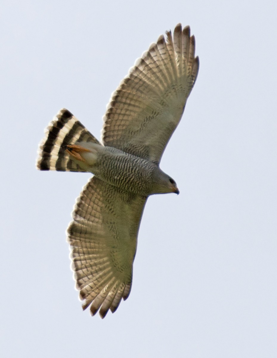 Gray Hawk - ML108659121