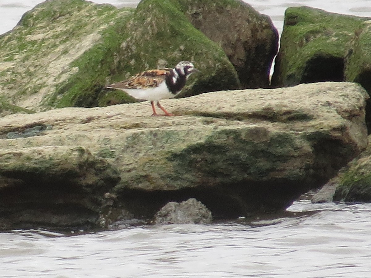 Ruddy Turnstone - ML108661881