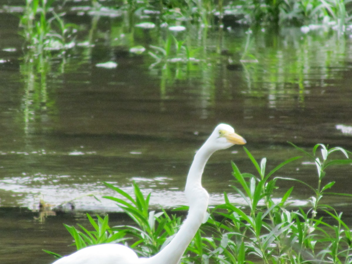 Great Egret (American) - Chuck  Parker