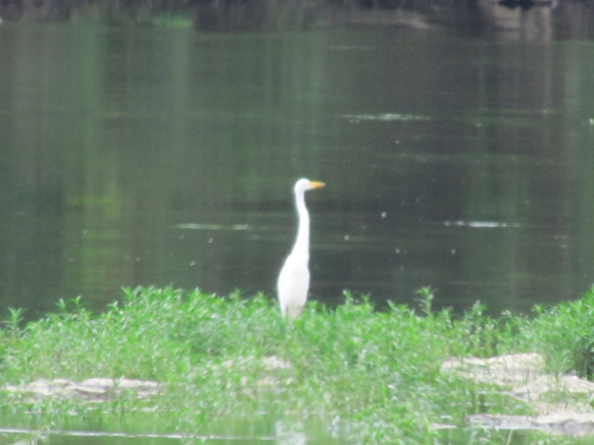 Great Egret (American) - Chuck  Parker