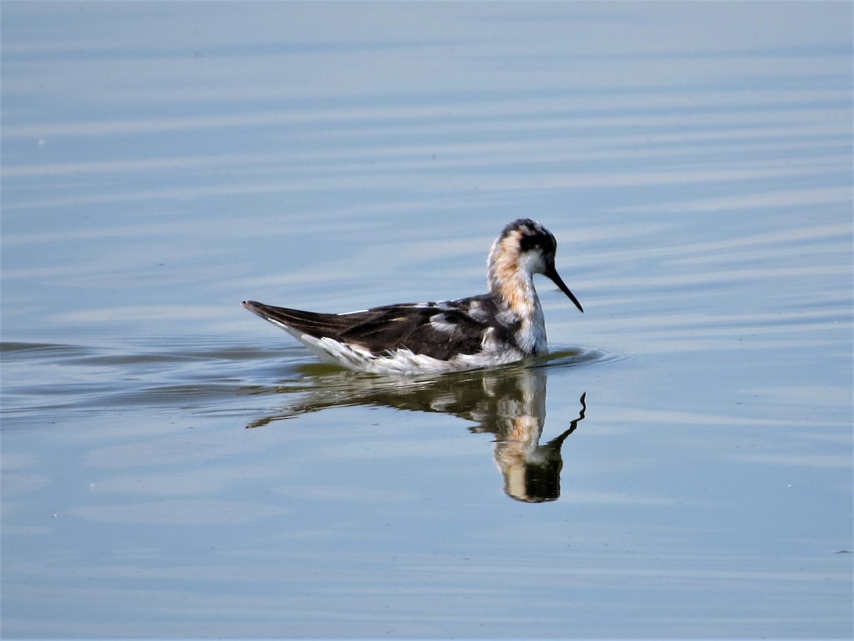 Круглоносый плавунчик - ML108662591