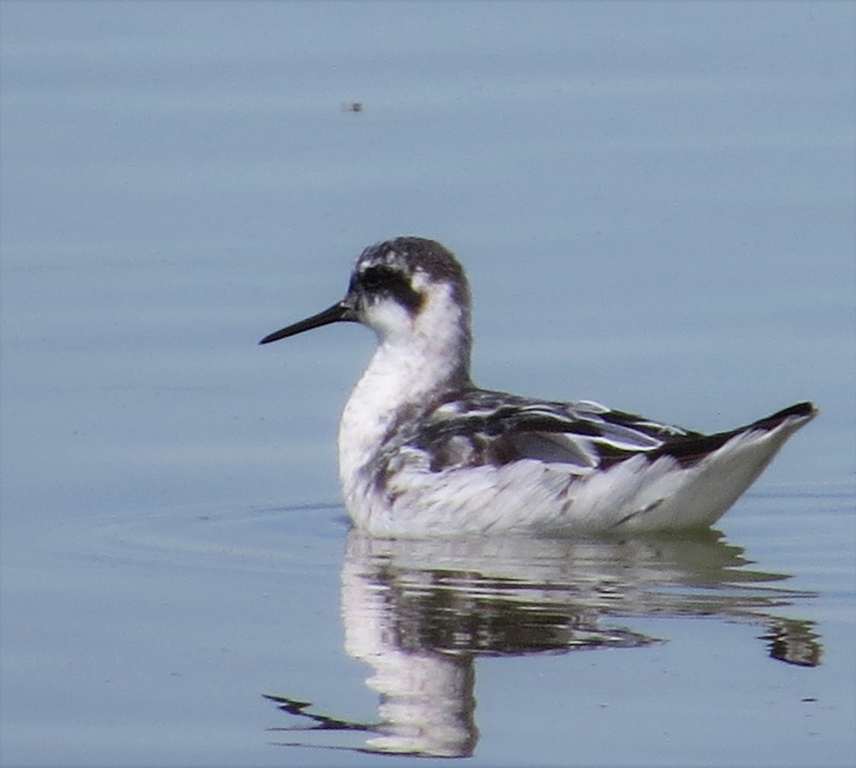 Круглоносый плавунчик - ML108662601