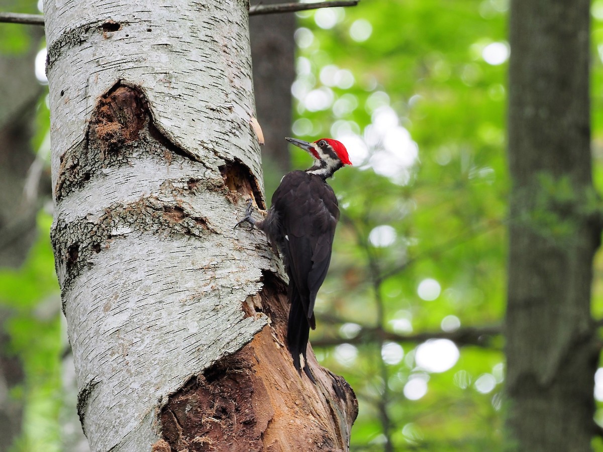 Pileated Woodpecker - ML108663211