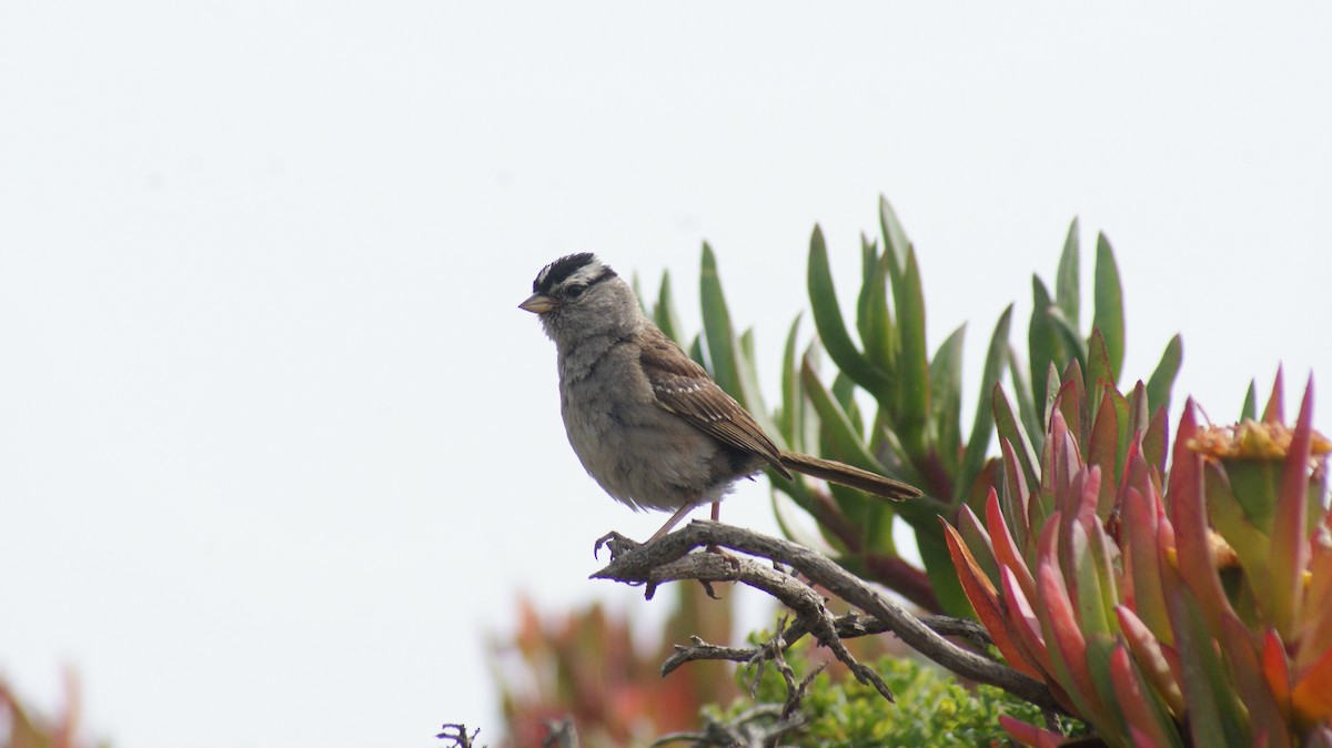 White-crowned Sparrow - ML108663981