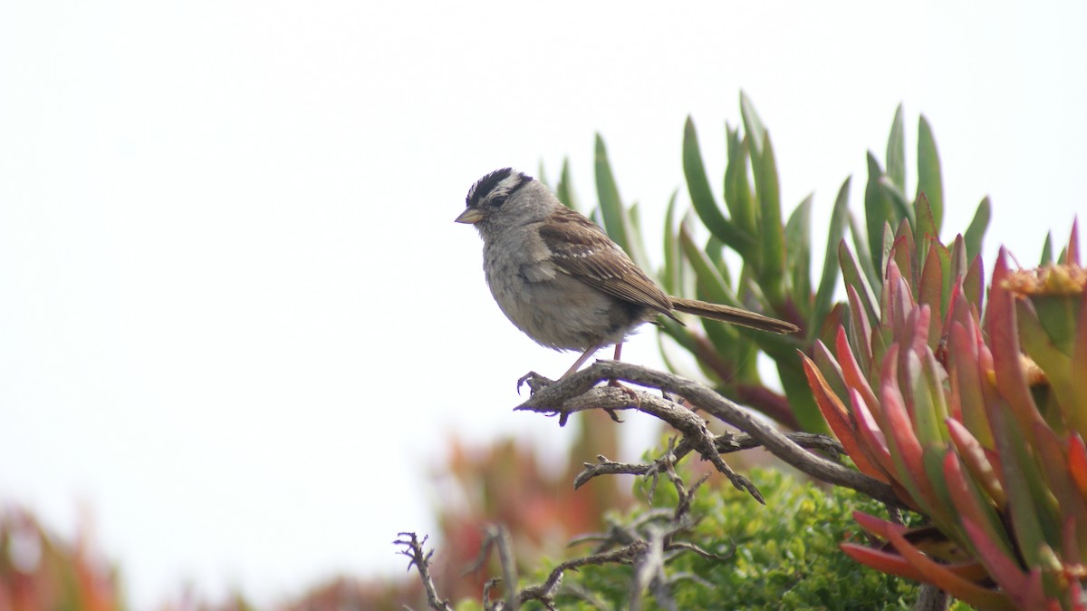 White-crowned Sparrow - ML108664001