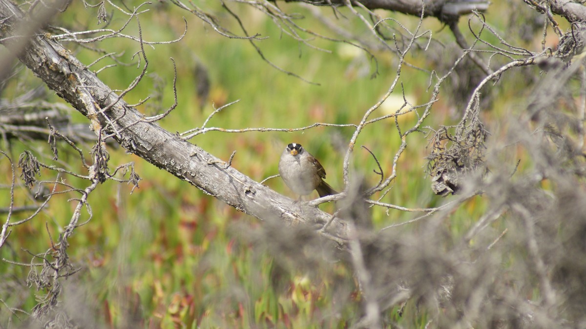 White-crowned Sparrow - ML108664081