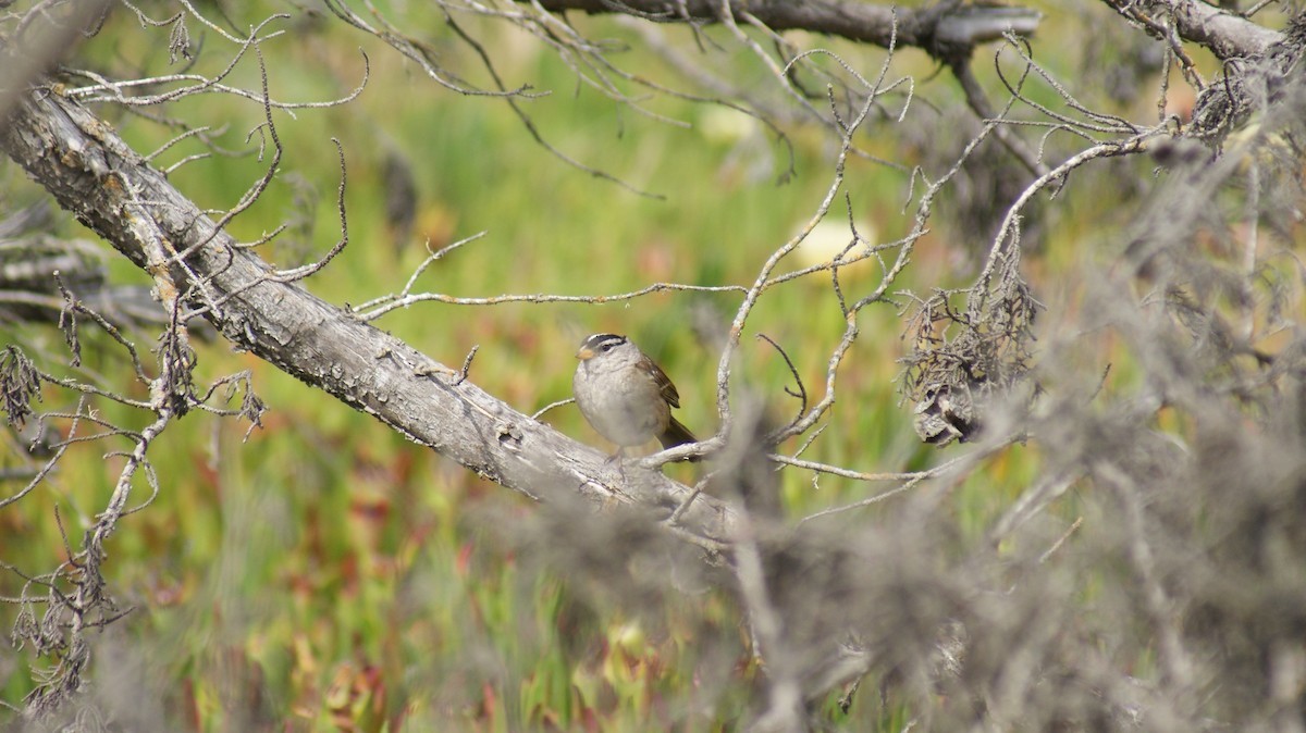 White-crowned Sparrow - ML108664091