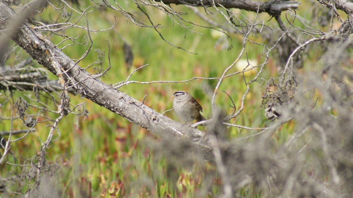 White-crowned Sparrow - ML108664101