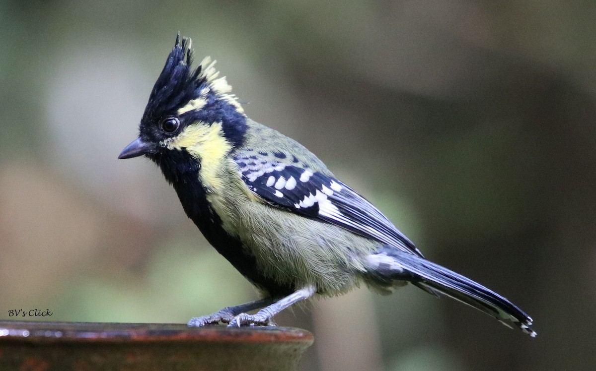 Indian Yellow Tit - Bhaarat Vyas