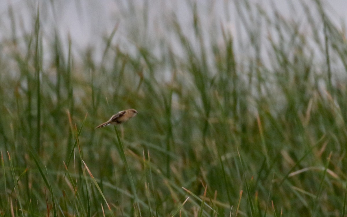 Bearded Reedling - ML108666911