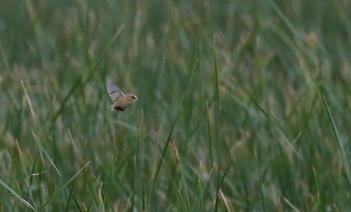 Bearded Reedling - ML108666991