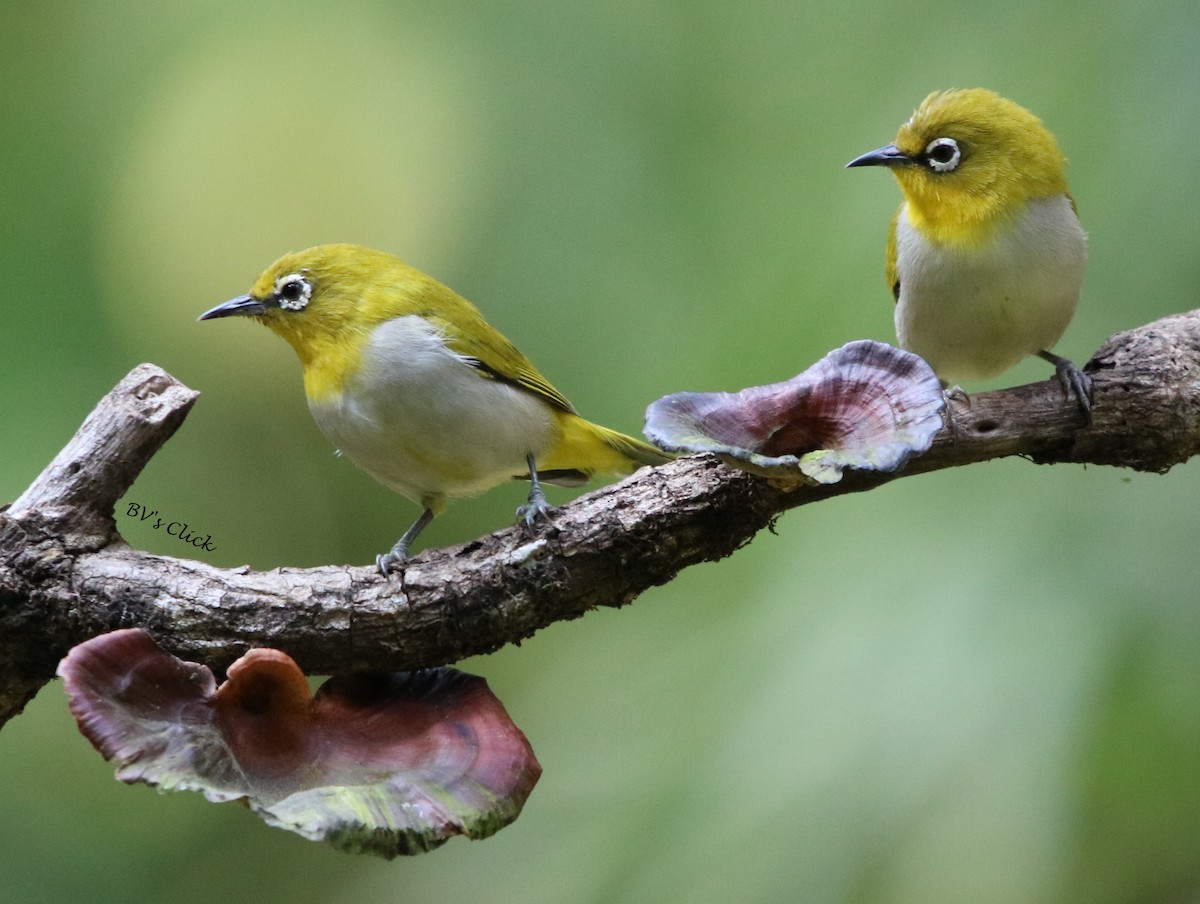 Indian White-eye - ML108667731