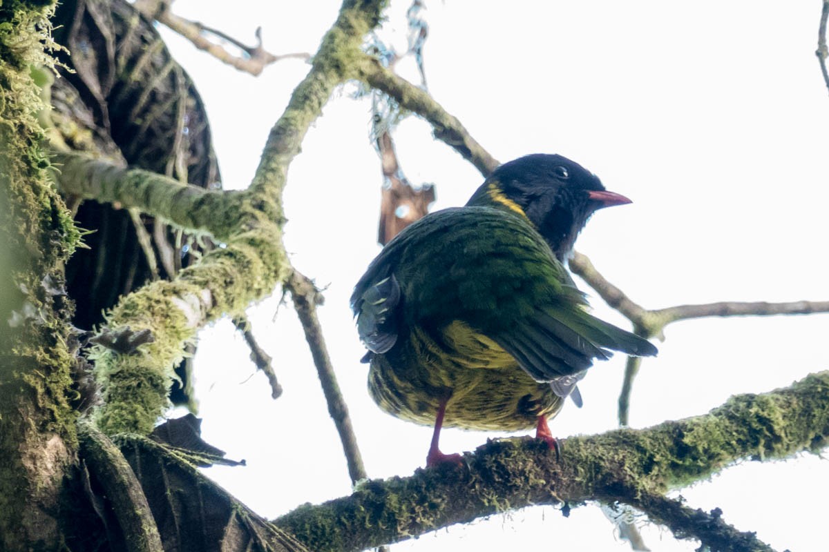 Green-and-black Fruiteater - Eleanor Shavell