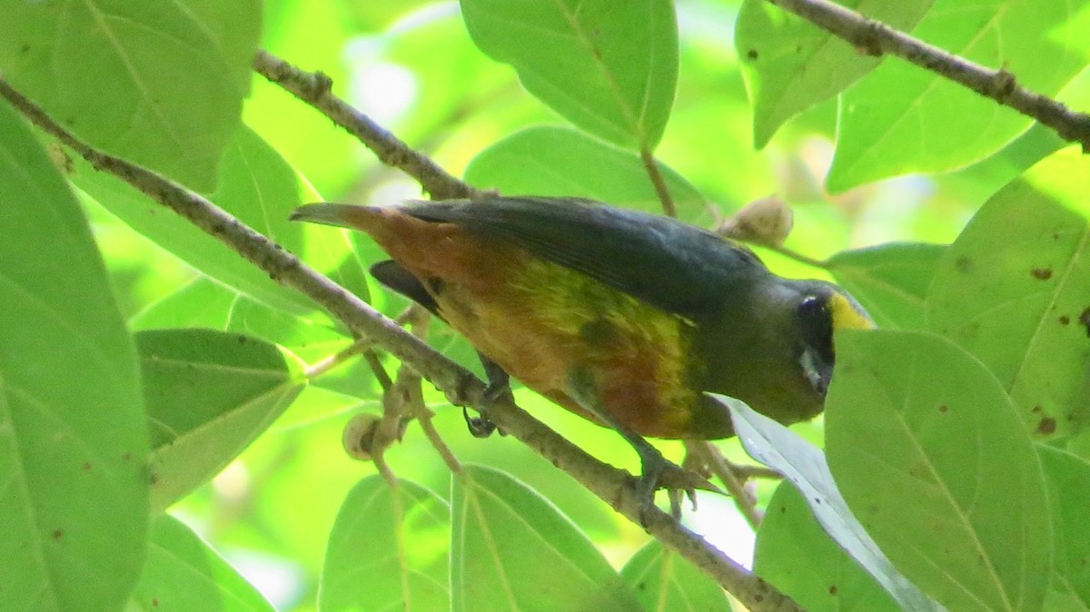 Olive-backed Euphonia - Peter Gagarin